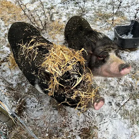 艾特夫露营小屋旅馆 *
